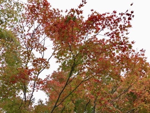 B754FA86-D0CE-4054-BC96-964003B2EEE0.jpeg